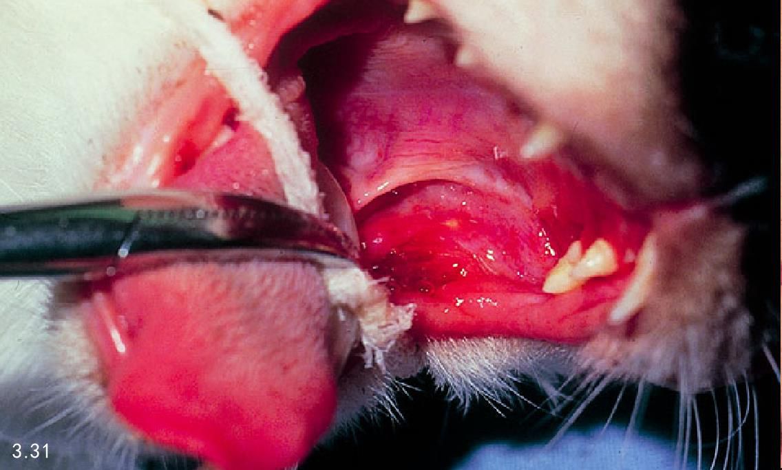 猫慢性牙龈炎-口炎