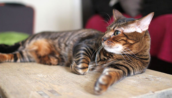 玩具虎猫