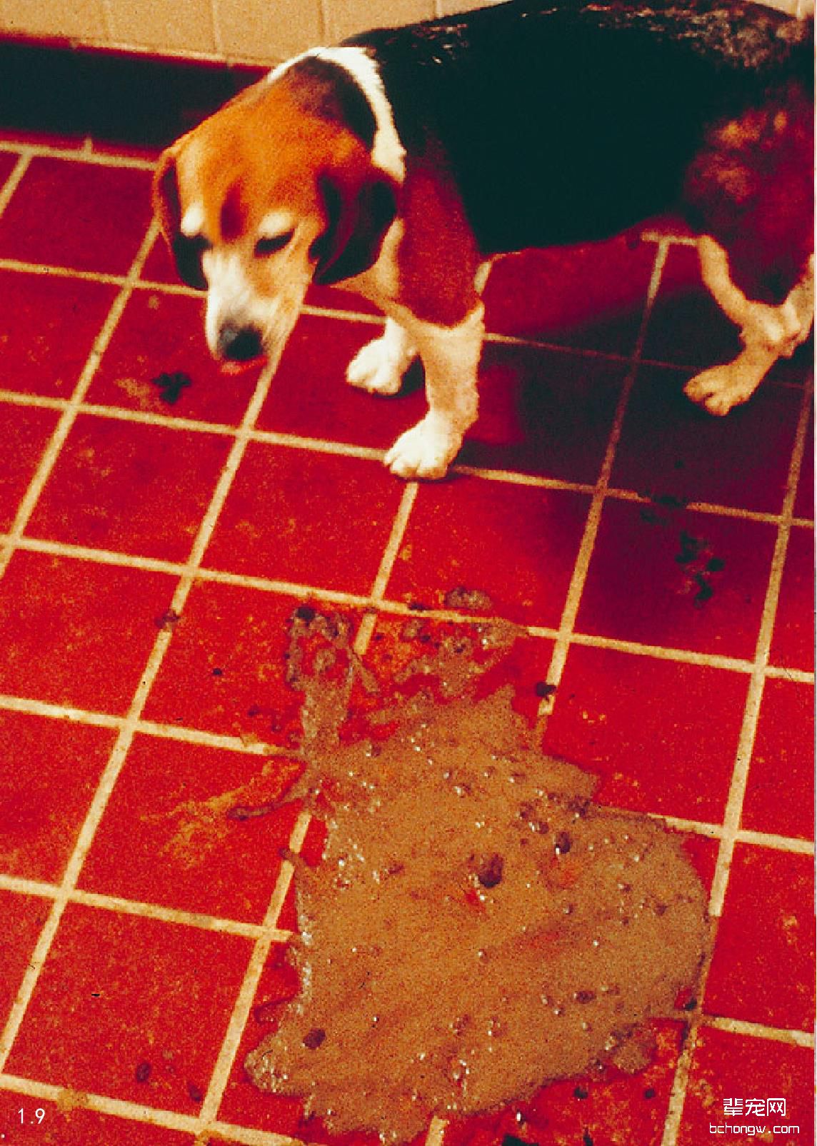 图1.9 犬冠状病毒感染的常见症状—腹泻。
