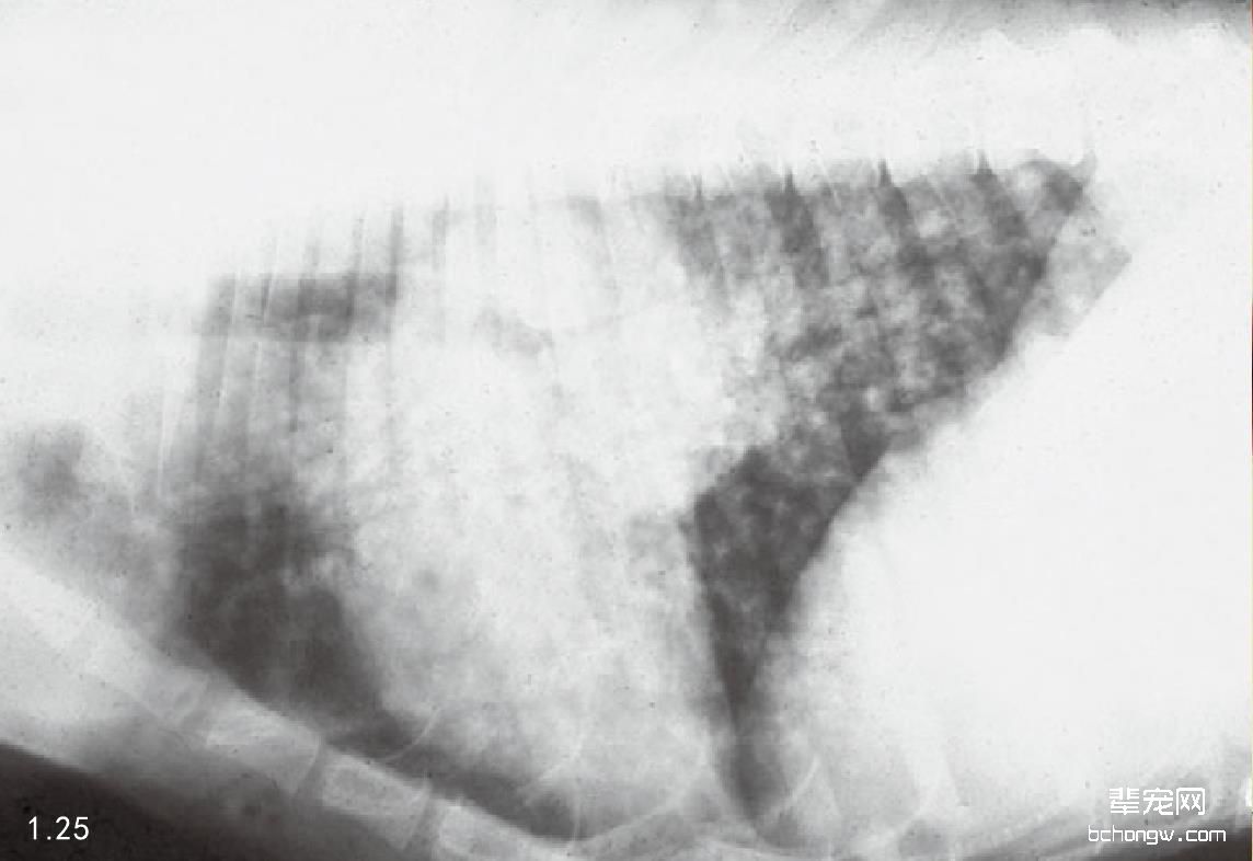 一只患有弥漫性间质肺炎的2岁犬的侧面X线片，为特征性的真菌性肺炎。