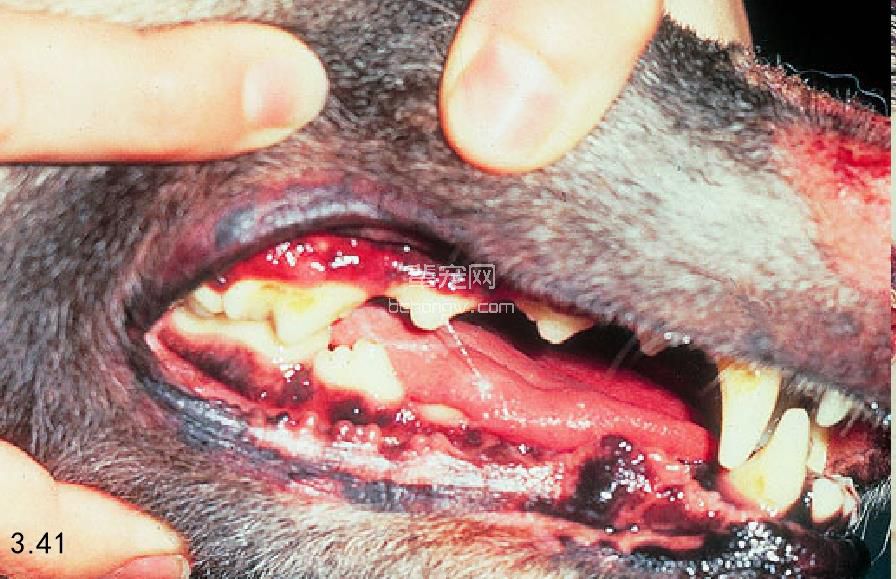 图3.41 一只犬患天疱疮出现牙龈溃疡.