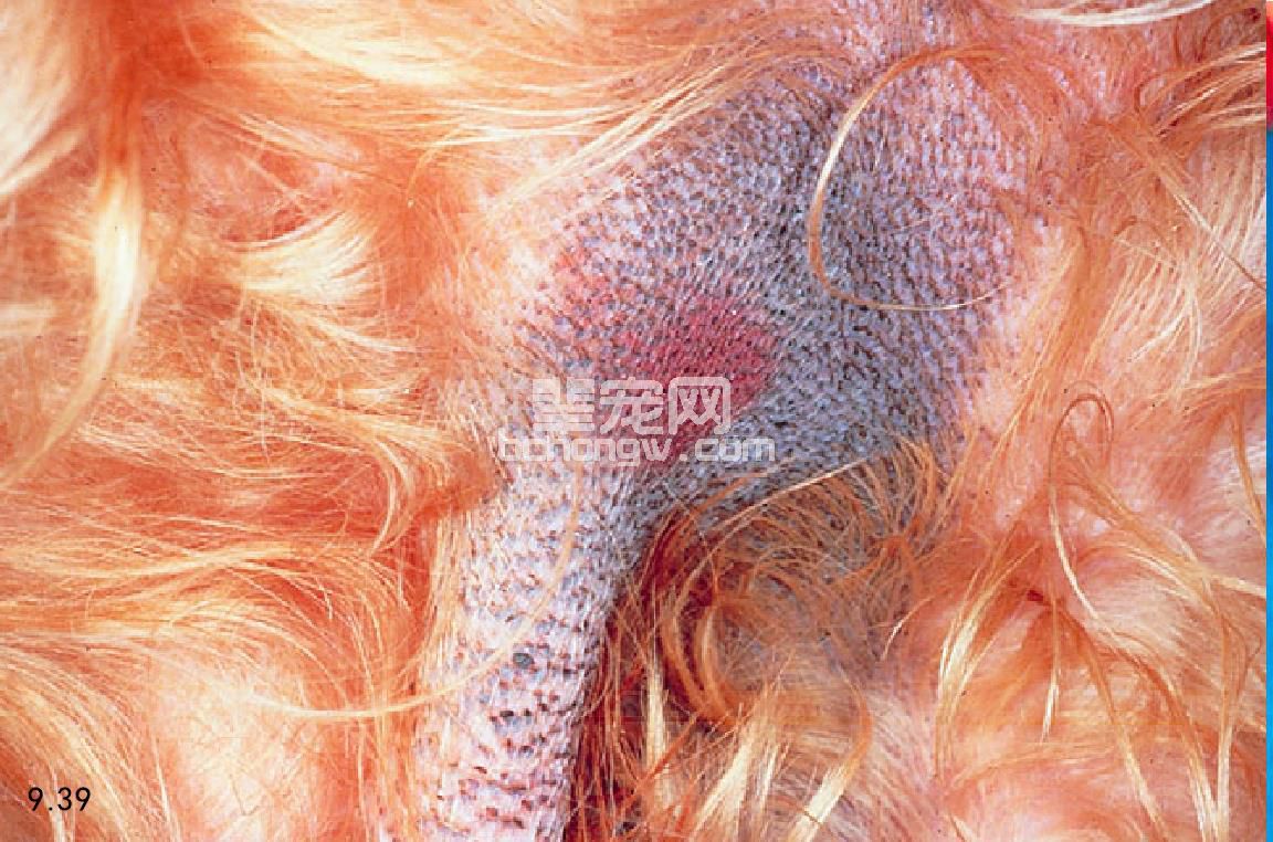 39 螨虫引起一只5岁的阿富汗猎犬的毛囊周围表现为高色素化与黑头粉刺