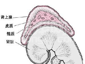 继发性肾上腺功能减退