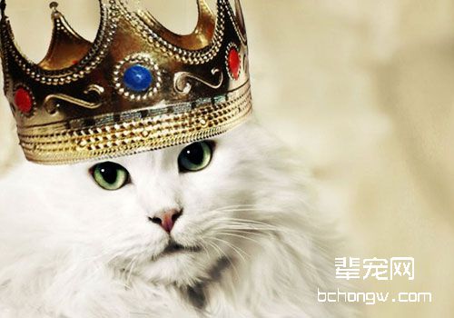 高贵女王波米拉猫