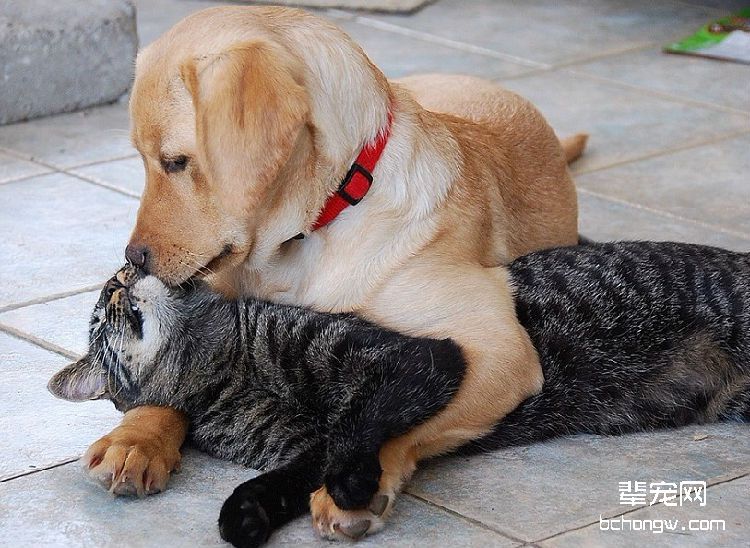 猫狗为啥一见面就要打架