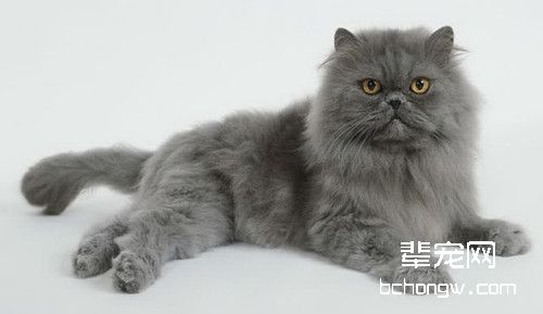 波斯猫(详情介绍)