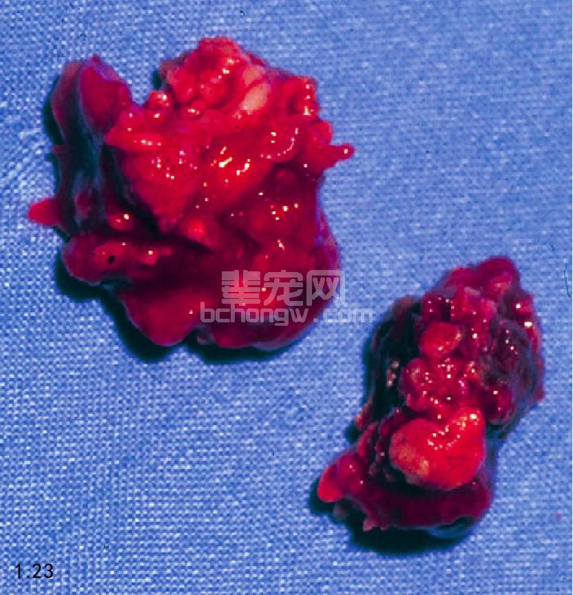 图1.22和图1.23大全取出从犬笔画中手术的曲霉菌肉芽肿.长颈鹿图片鼻腔简外科图片