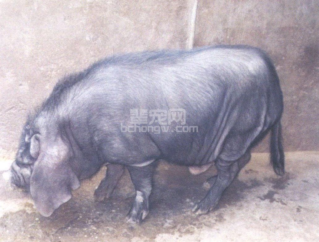 八眉猪