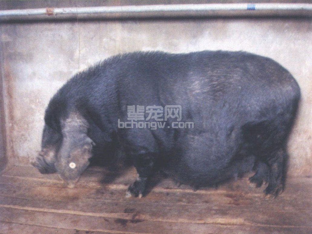 八眉猪
