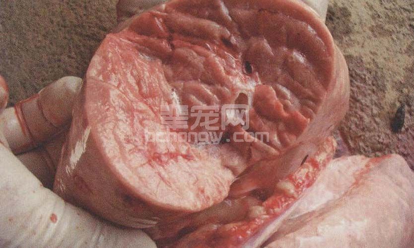 支气管和纵隔淋巴结肿大(图2-3-10).肺表面膨胀不全,高低不平