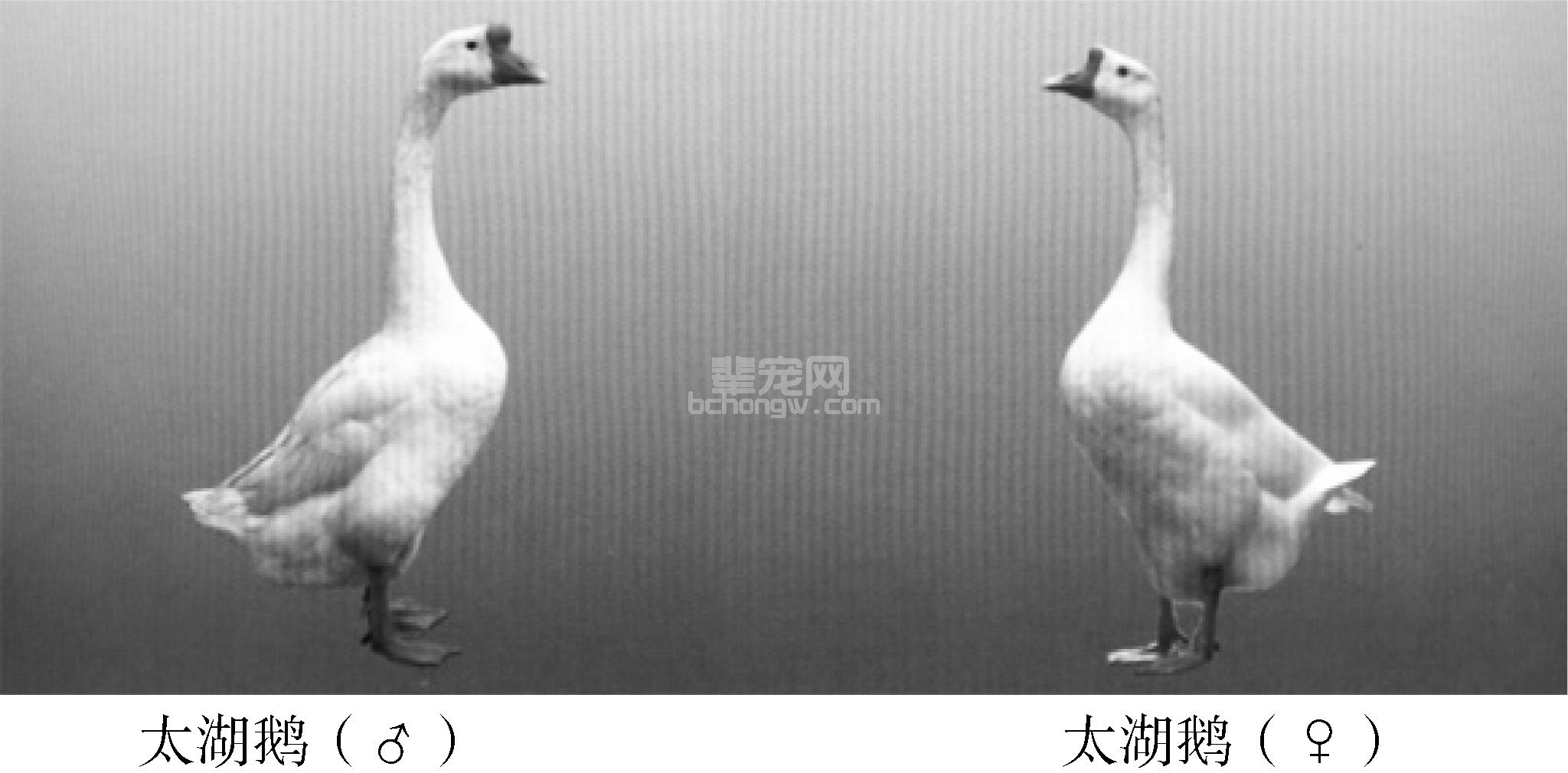 一,中国鹅的主要品种