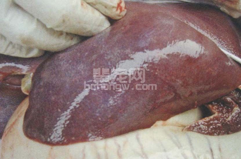 图5-4-6 病猪肝脏肿大,表面有黄白色坏死点