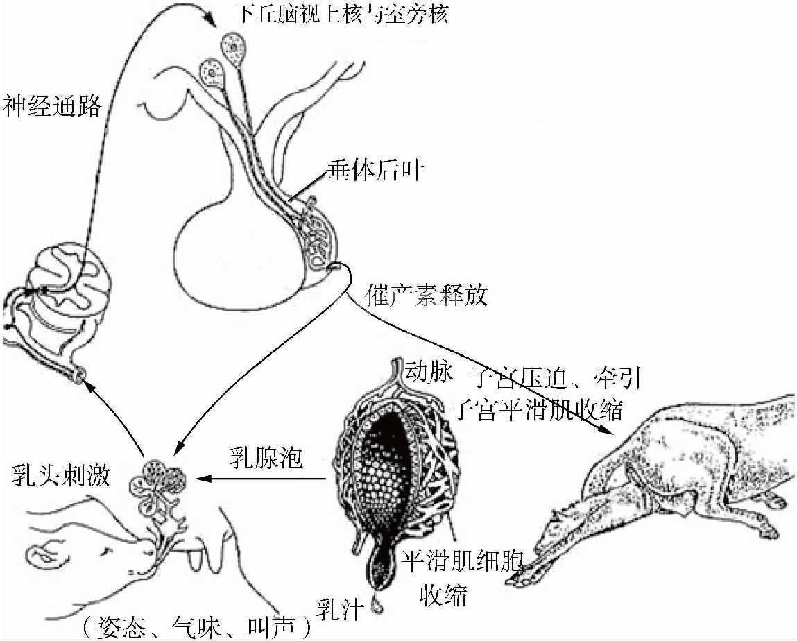 什么情况下打催产素