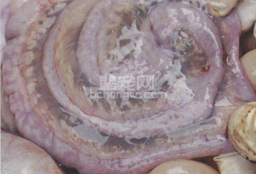 首页 动物医学 剖检可见的主要病变是患猪眼睑水肿,头颈部皮下水肿(图