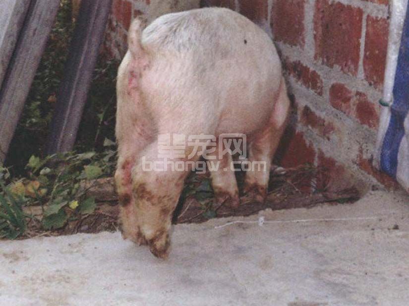猪链球菌感染