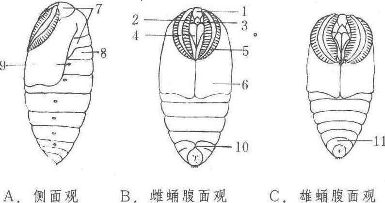 首页 动物医学  柞蚕蛹 柞蚕蛹外观呈纺锤形.