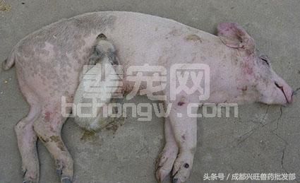 养猪，有哪几种疾病是以发烧为主的