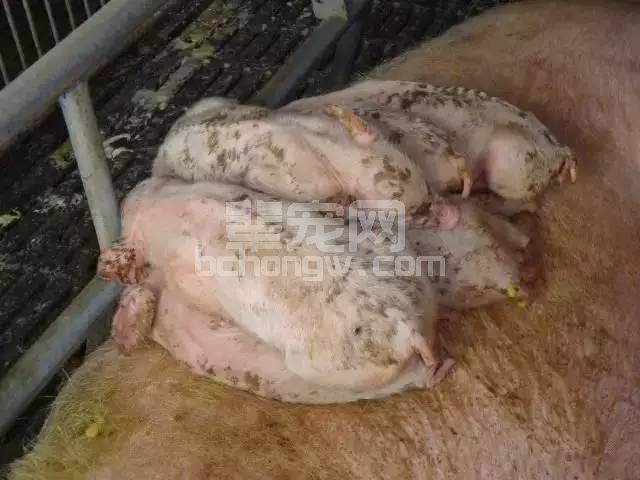 首页 用药常识 体温正常:寄生虫,非病原性,猪血痢(猪大量出血后) 体温