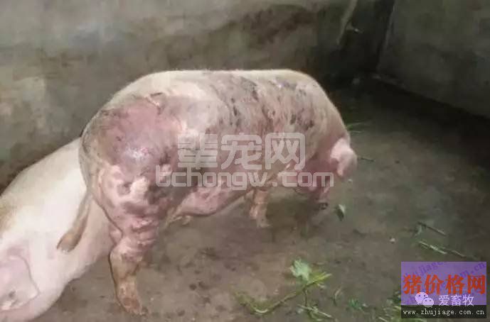 导致猪身体发紫的疾病鉴别大全！