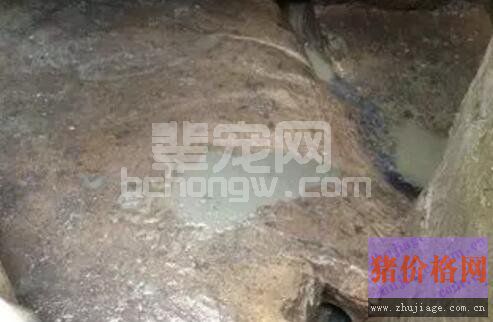 中大猪顽固性腹泻原因，你知道吗？