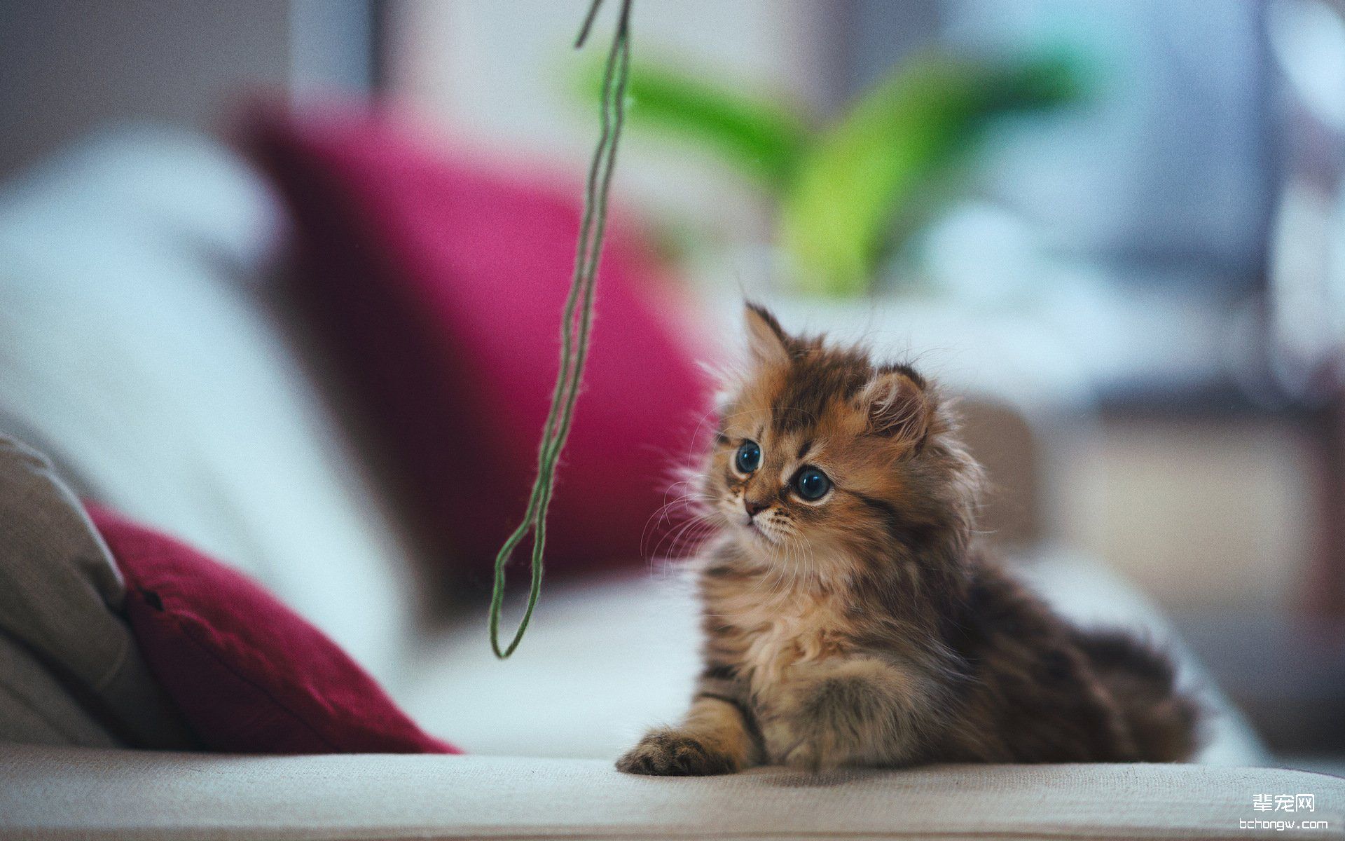 可爱的小猫高清壁纸第11张图片