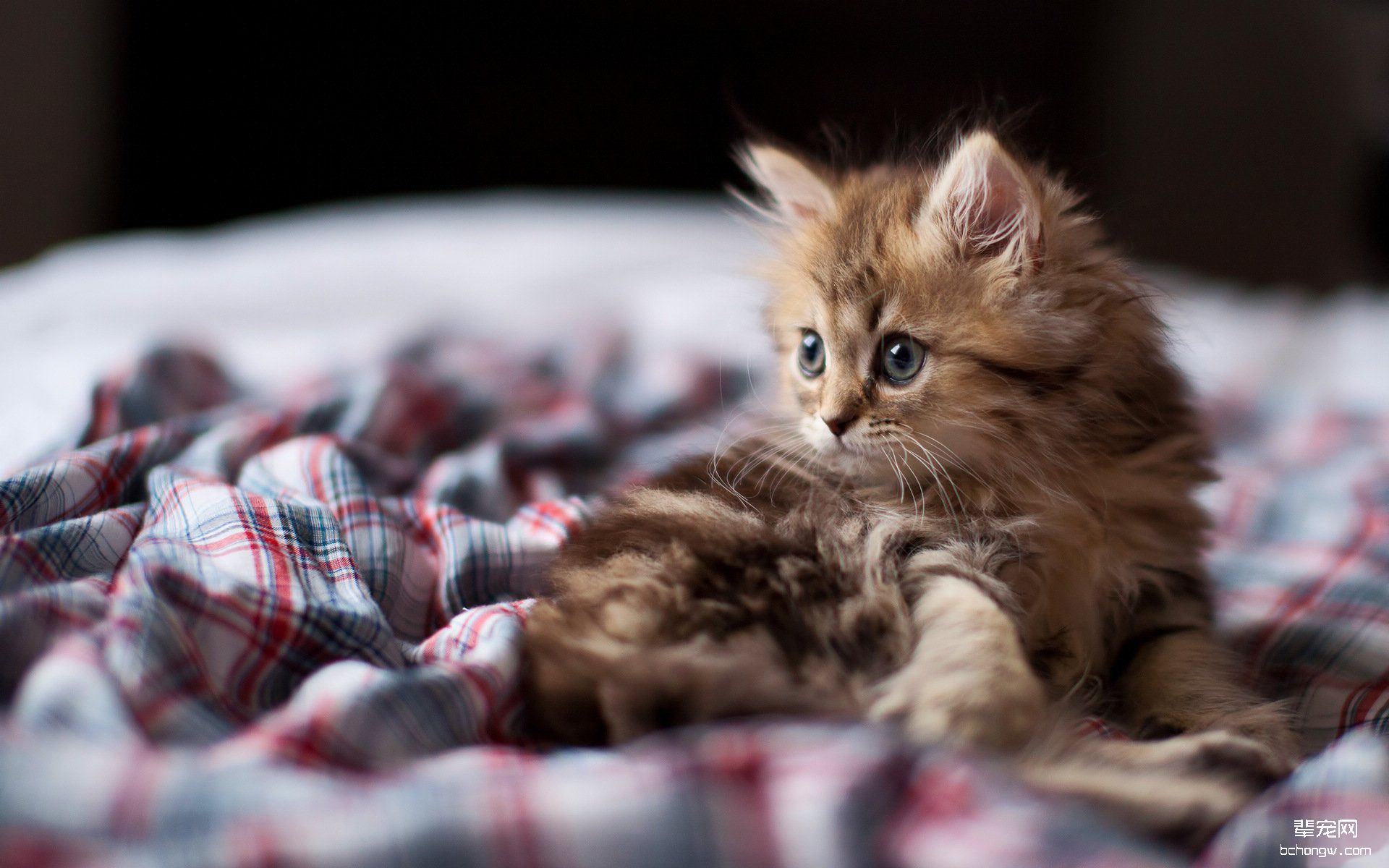 可爱的小猫高清壁纸第20张图片