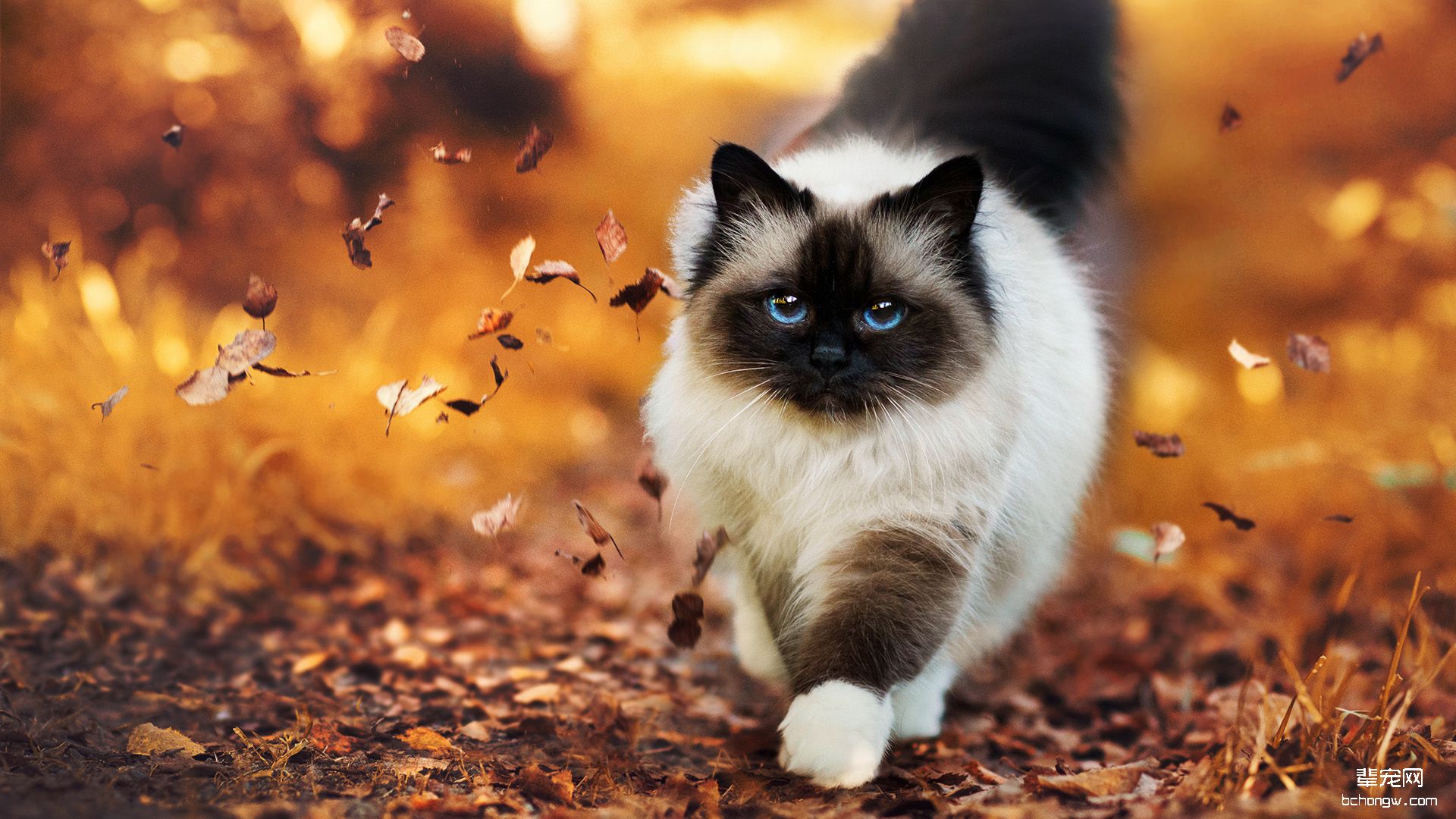 可爱小猫桌面壁纸