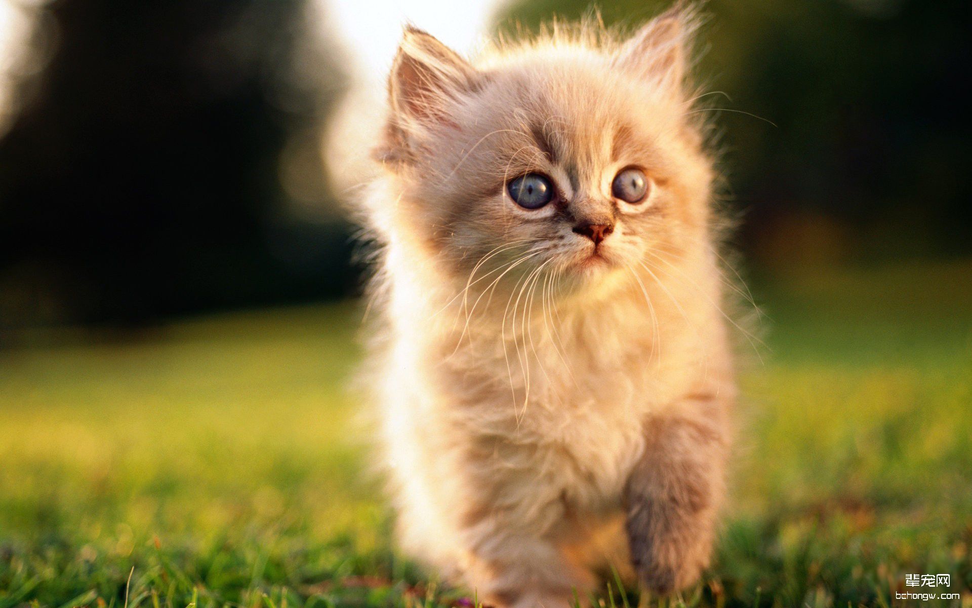 可爱猫咪高清壁纸