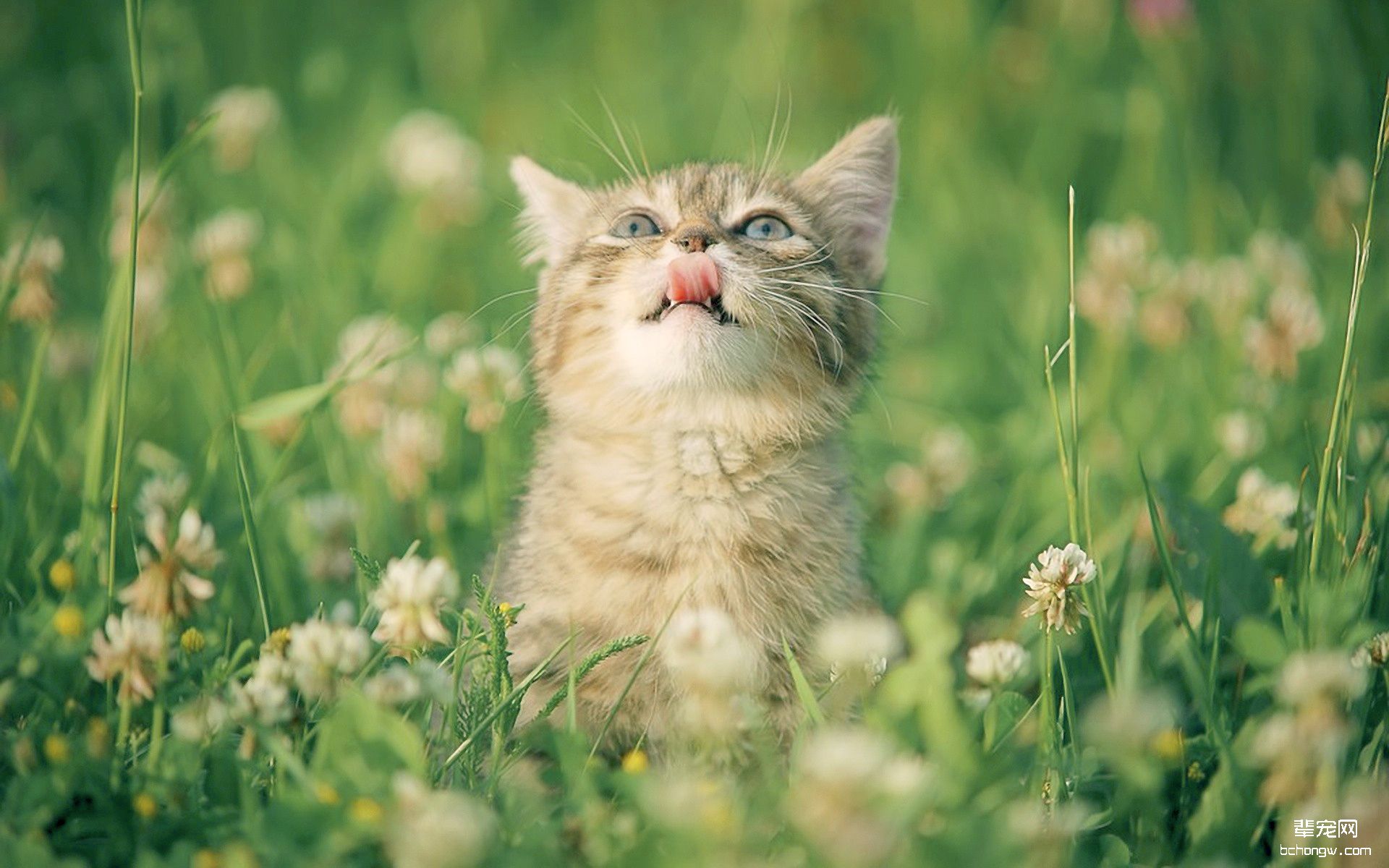 可爱猫咪高清壁纸