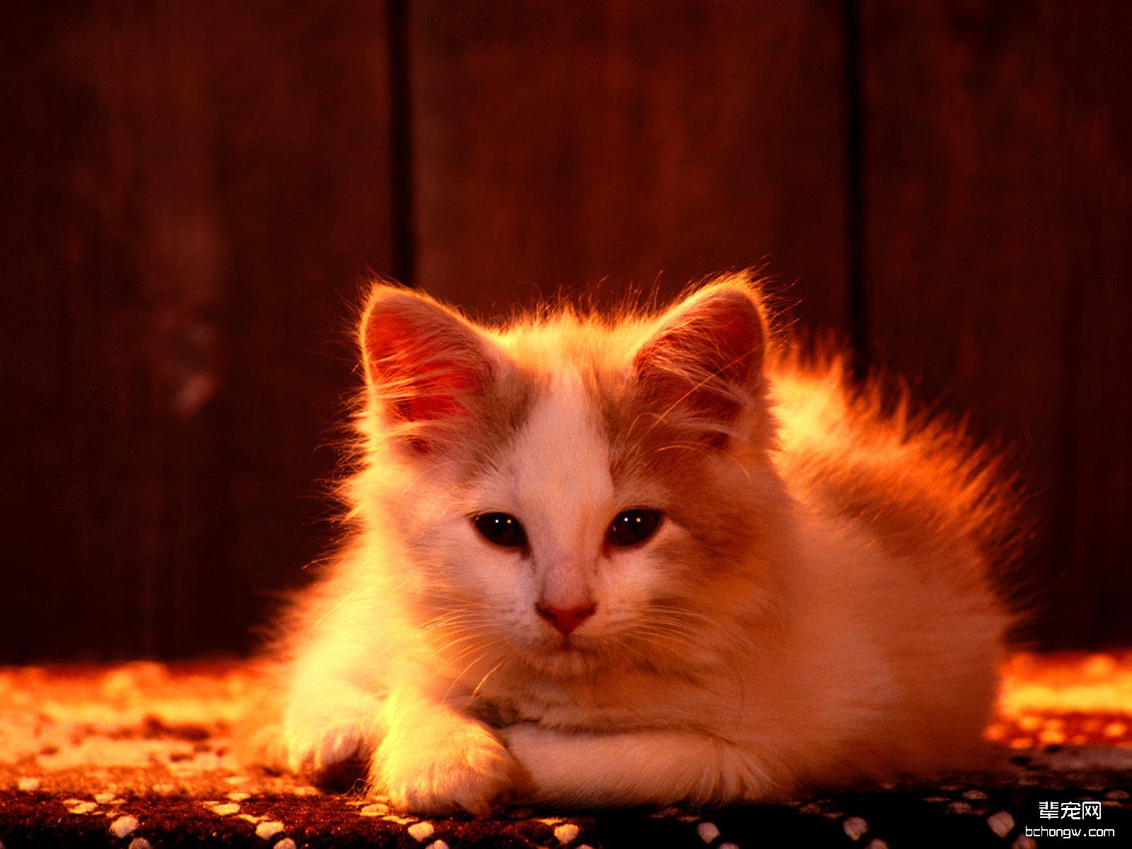 高清晰趴在地上的小黄猫壁纸