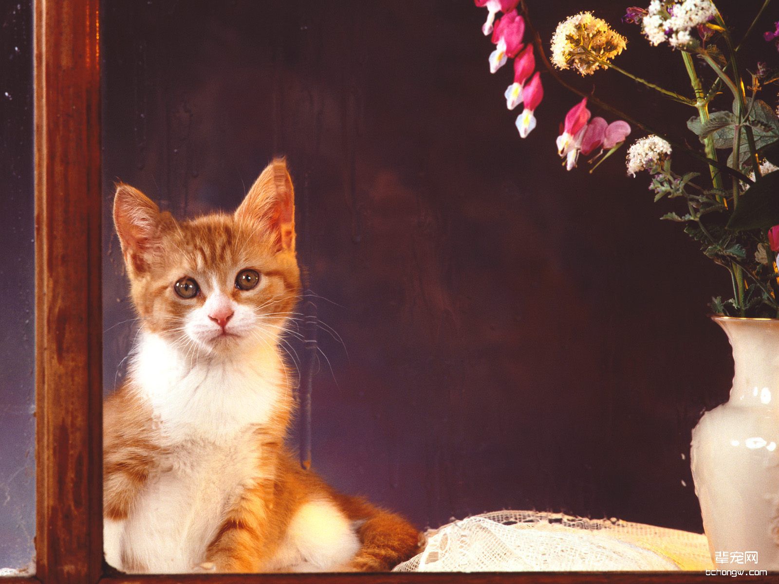 可爱小黄猫高清壁纸第3张图片