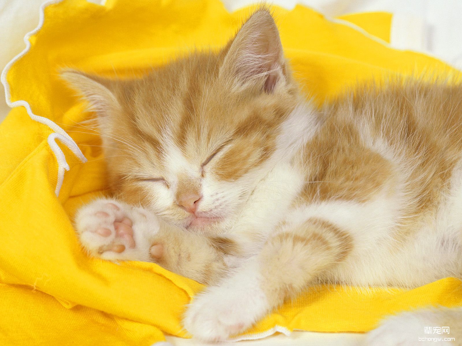 可爱小黄猫高清壁纸第4张图片
