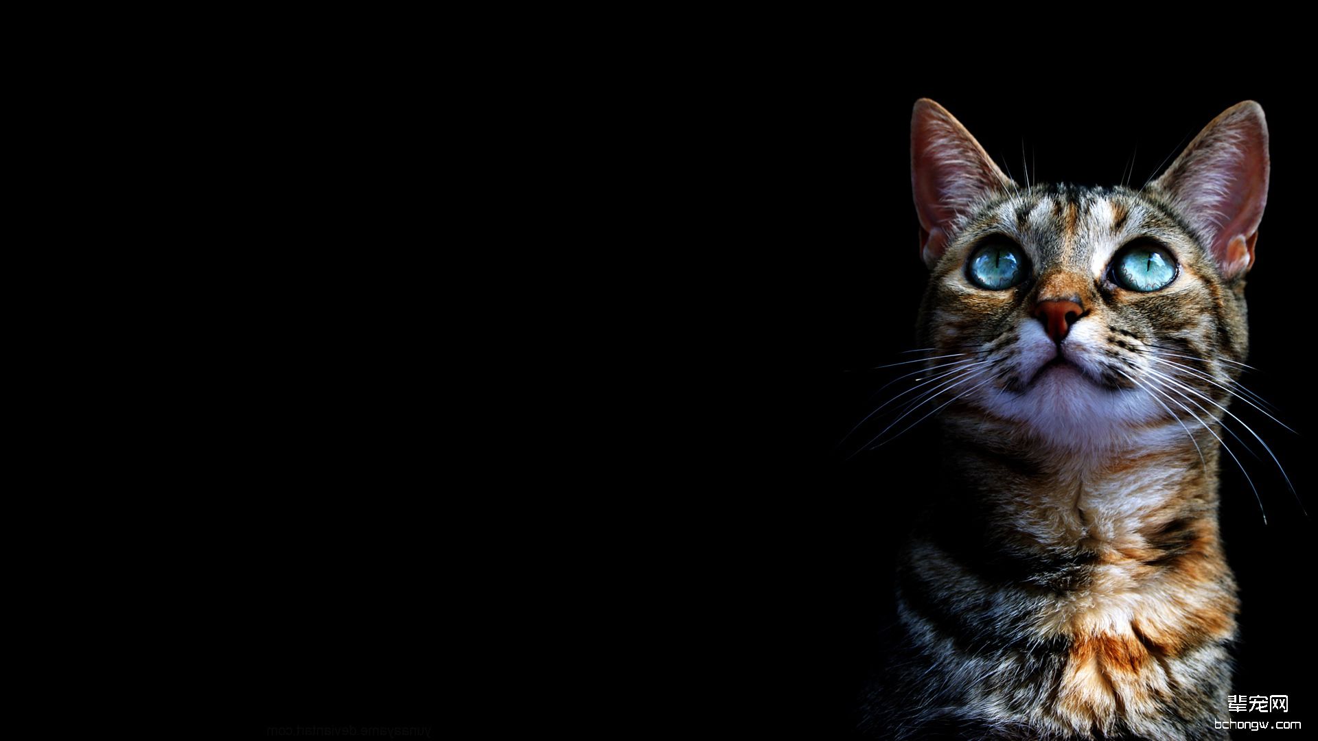 可爱的猫咪高清壁纸