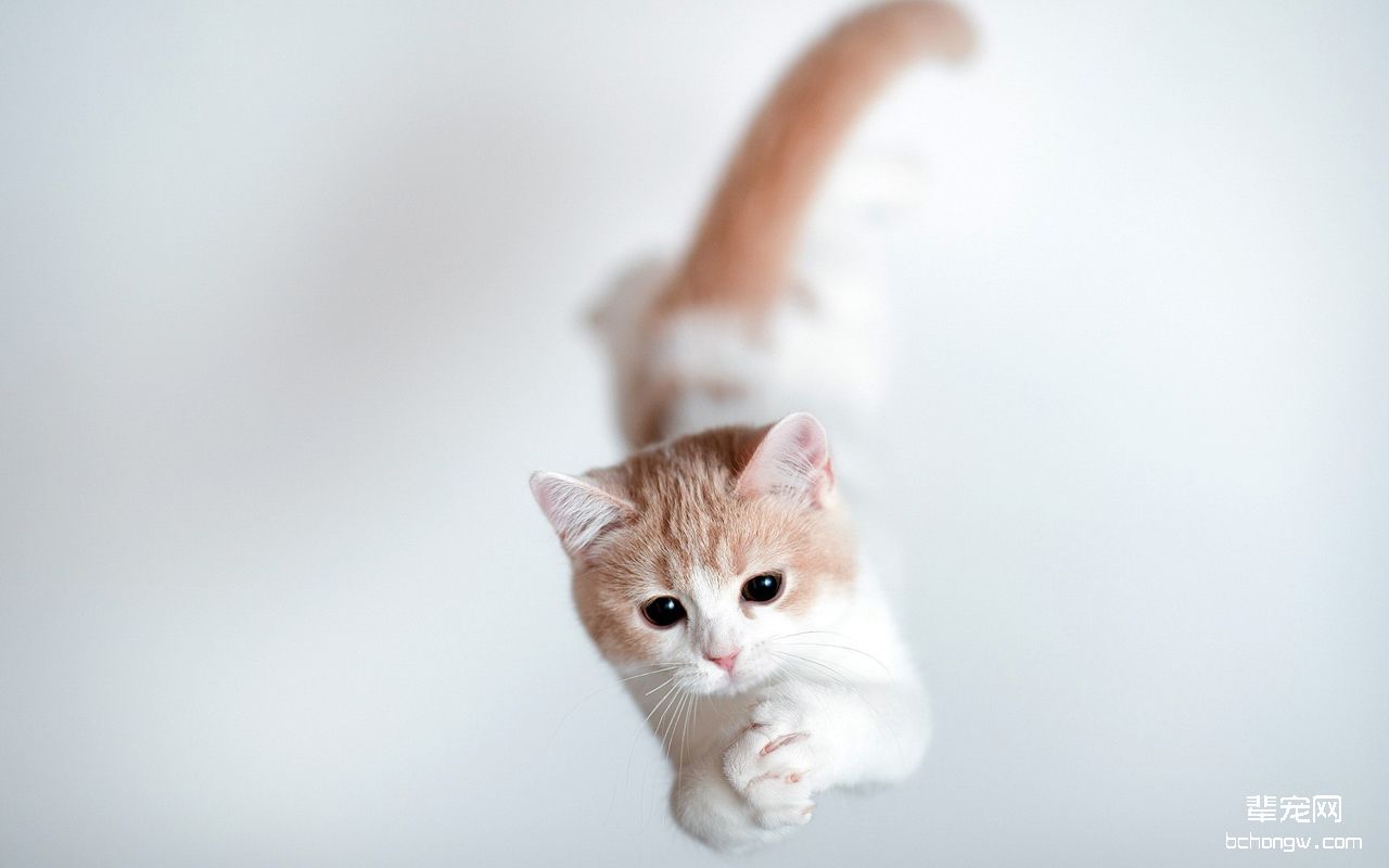 可爱猫咪电脑桌面壁纸