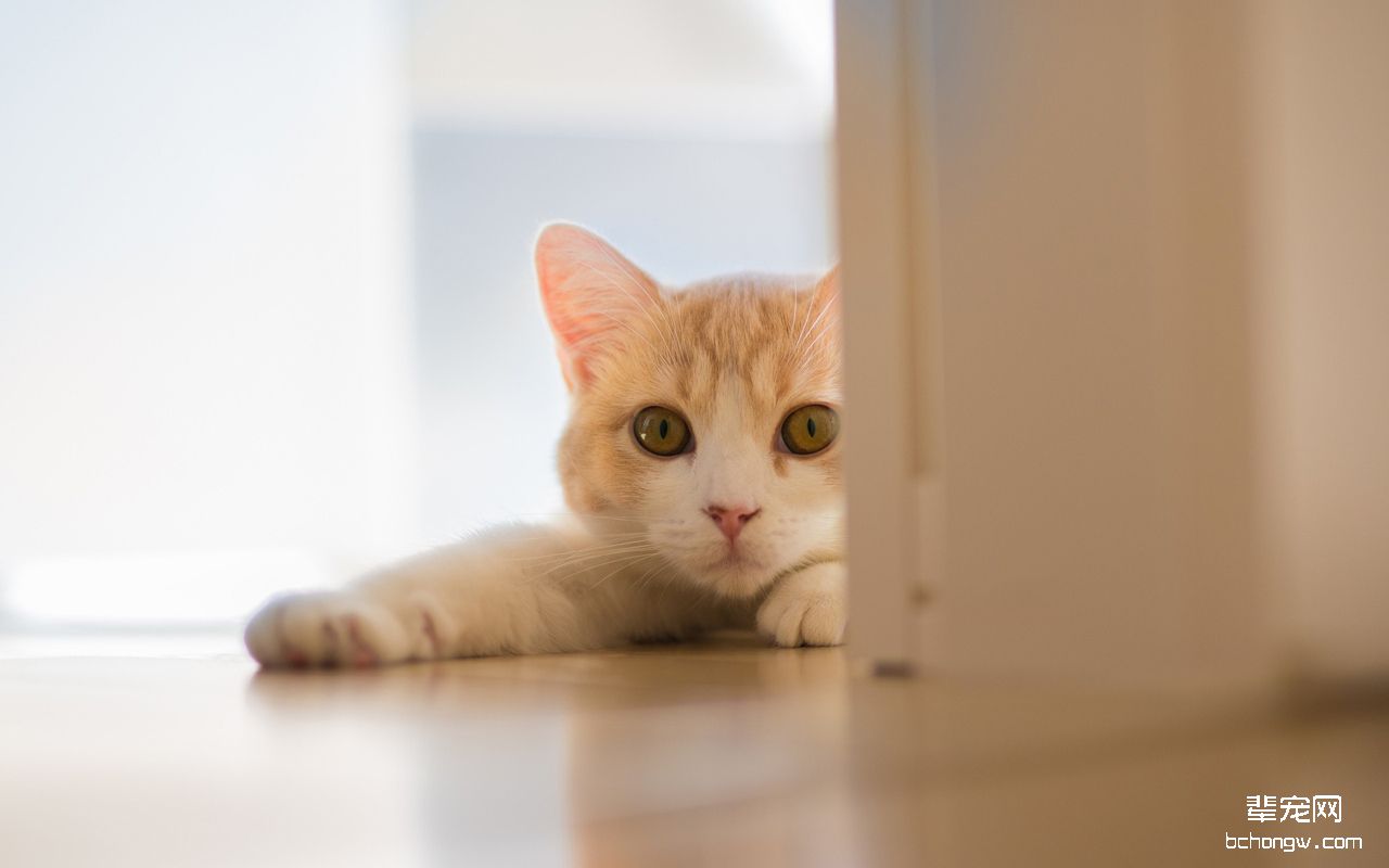 可爱猫咪电脑桌面壁纸