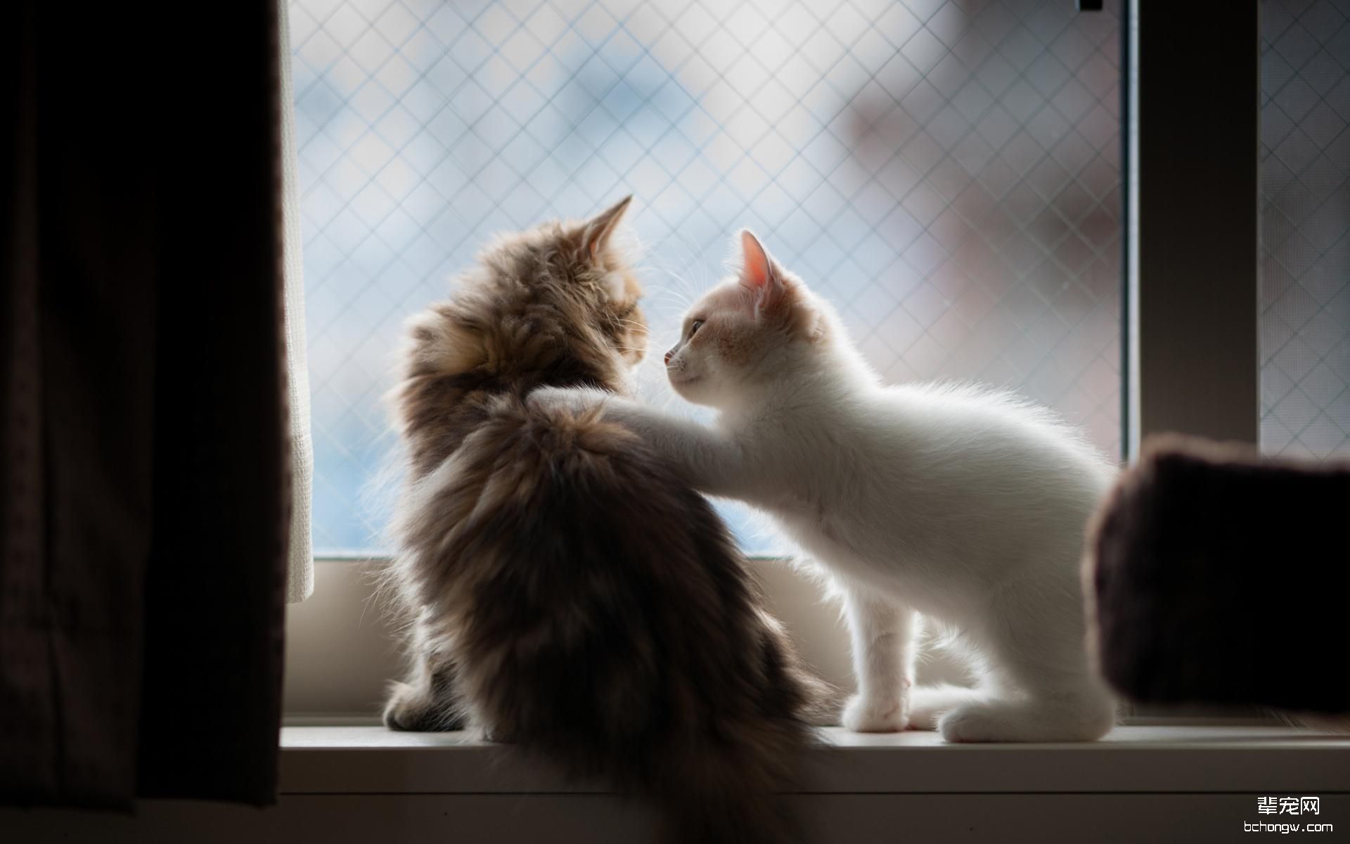 可爱小花猫高清桌面壁纸