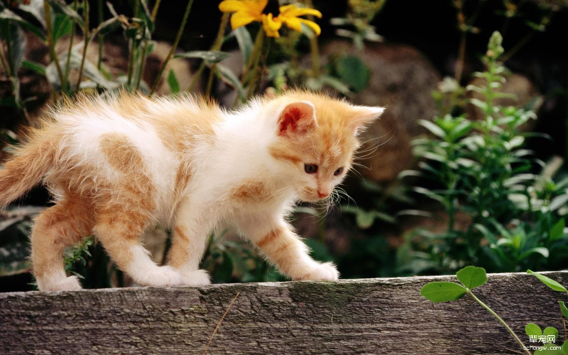 可爱小花猫高清桌面壁纸