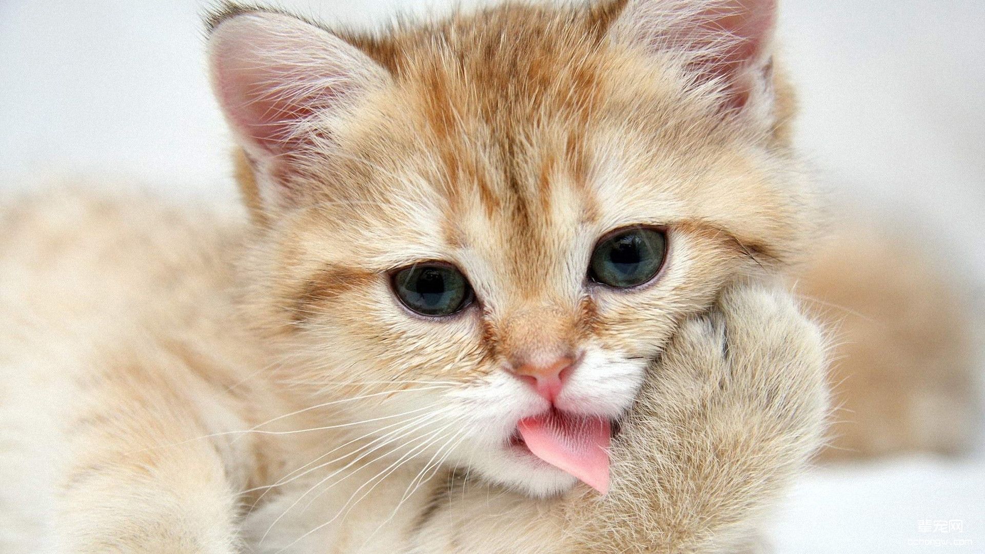 可爱小花猫高清桌面壁纸