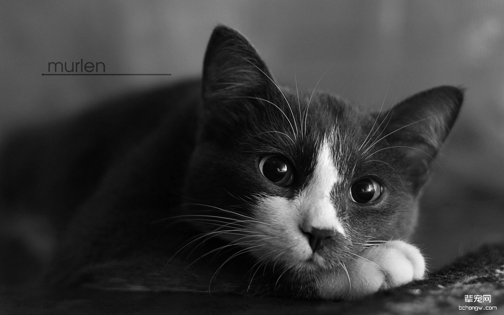 黑白色猫摄影图高清摄影大图-千库网