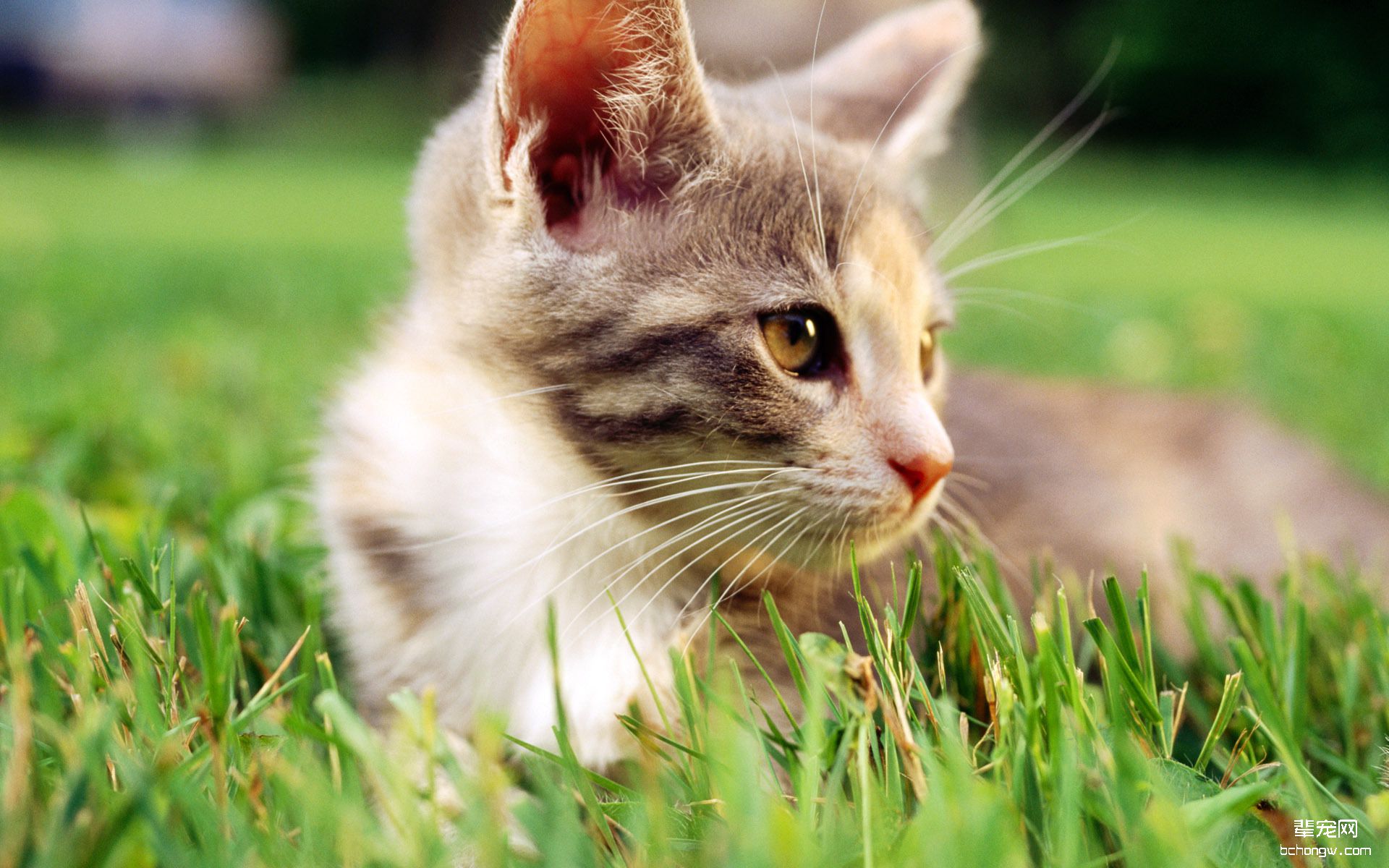 可爱猫咪壁纸桌面