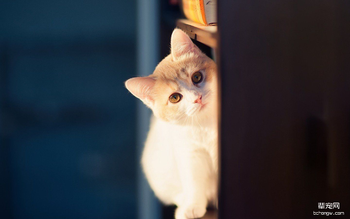 可爱的萌猫猫电脑壁纸第8张图片