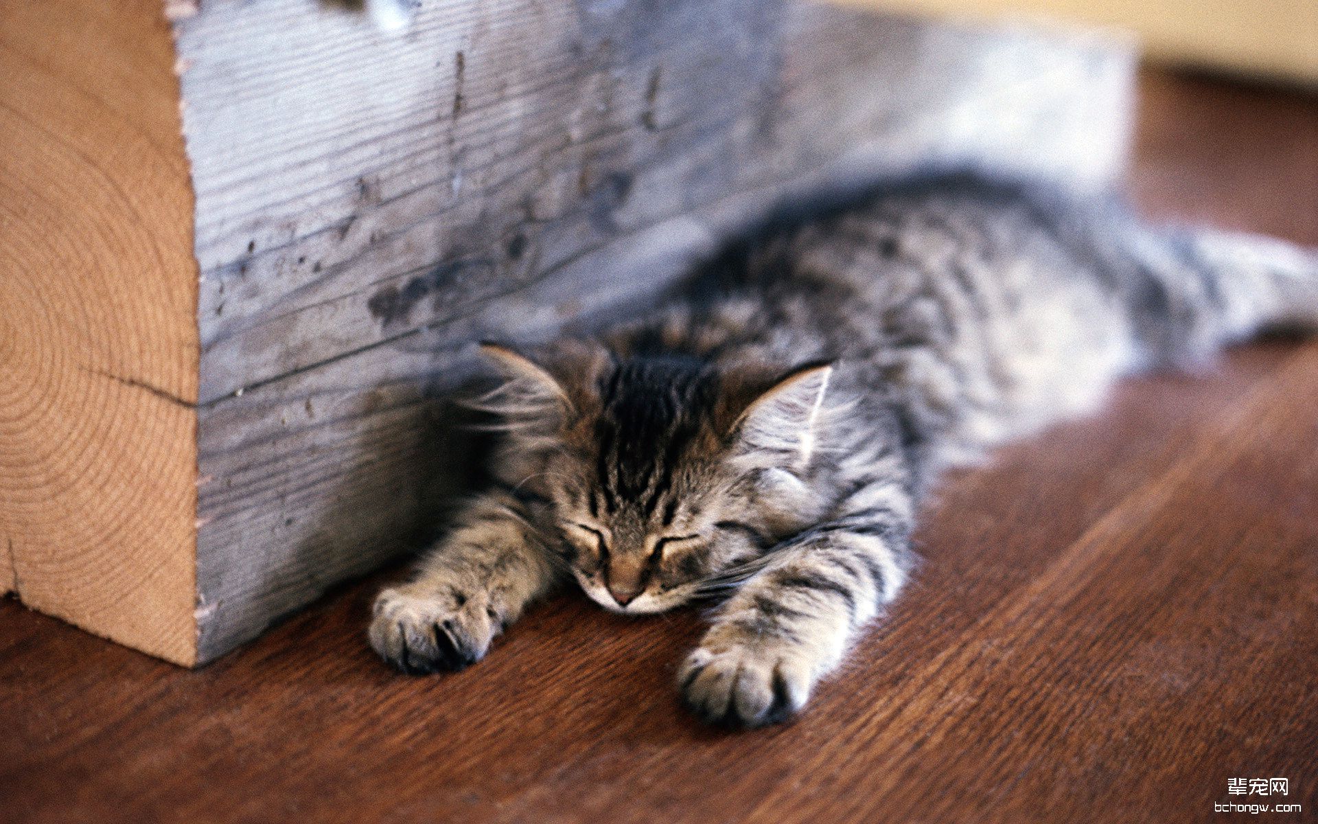可爱的小猫壁纸桌面第9张图片