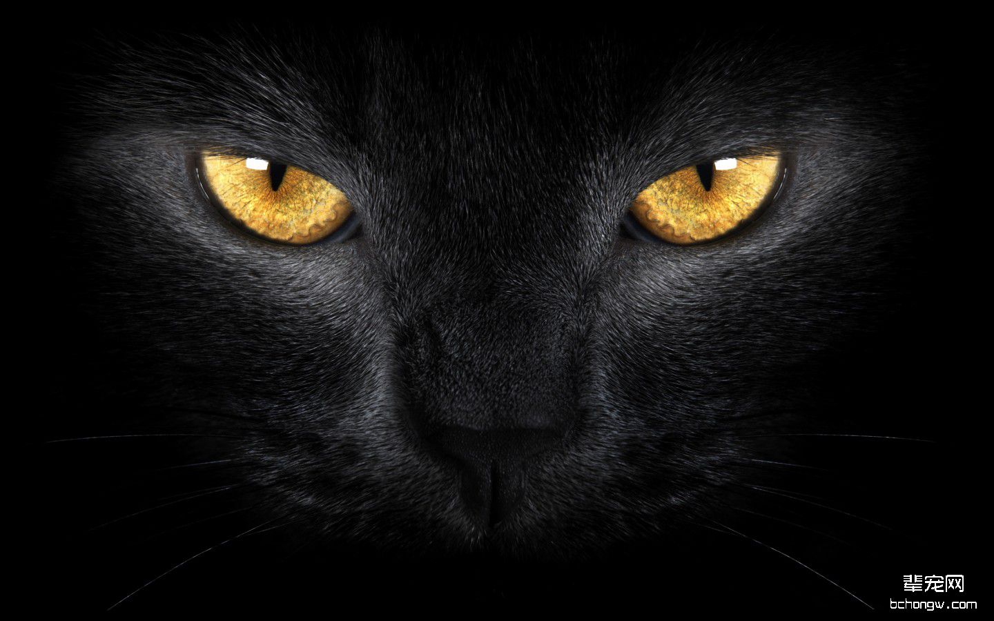 黑猫高清电脑壁纸第2张图片