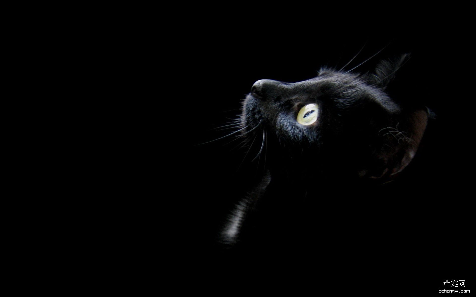 黑猫高清电脑壁纸第3张图片