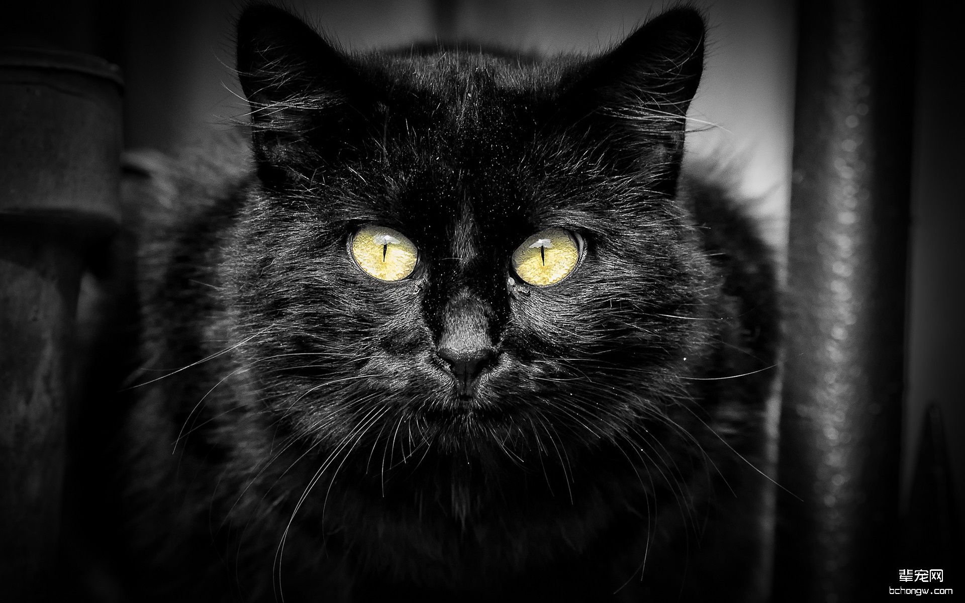 黑猫高清电脑壁纸第13张图片