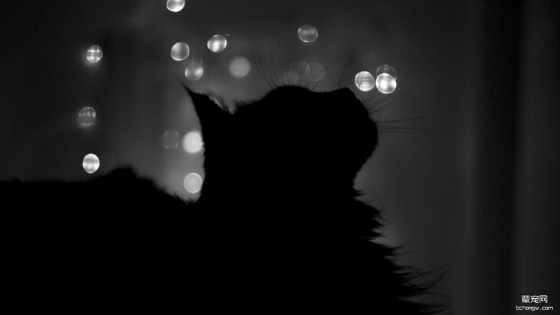 黑猫高清电脑壁纸第14张图片