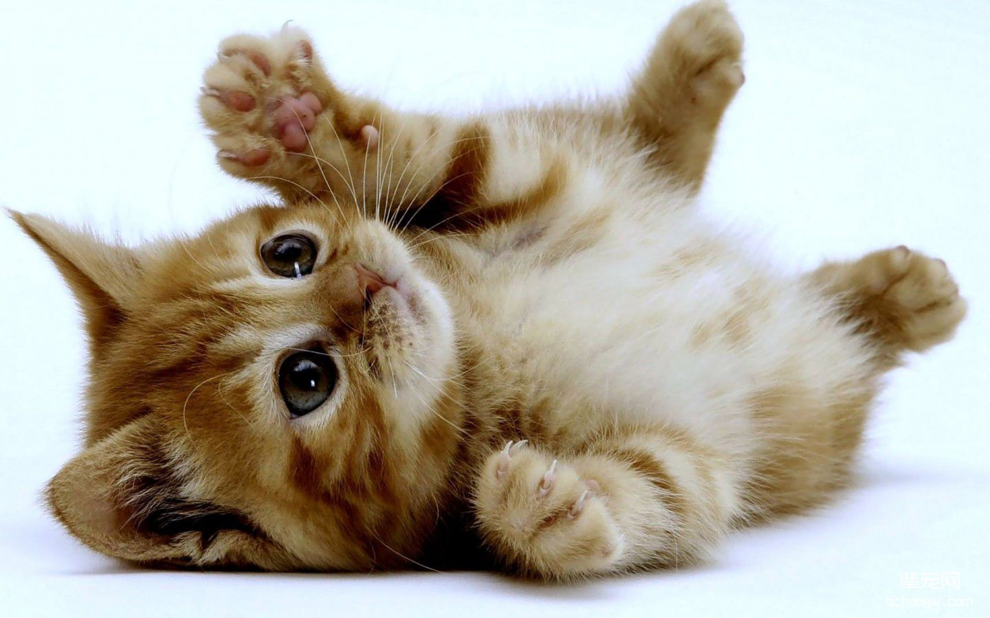 可爱猫咪壁纸桌面下载第11张图片