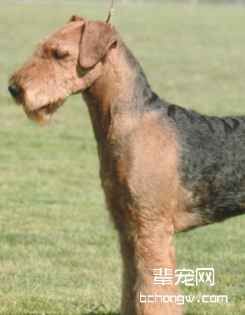 万能梗/艾里梗