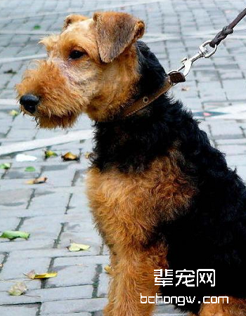 万能梗/艾里梗