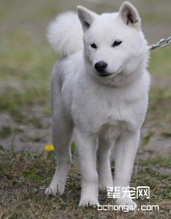 北海道犬